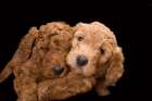 Standard poodle puppies close-up Art Print